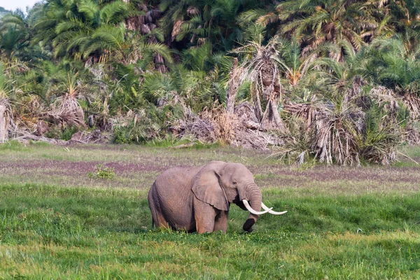 Elephant in the green swamp. Amboseli, Kenya