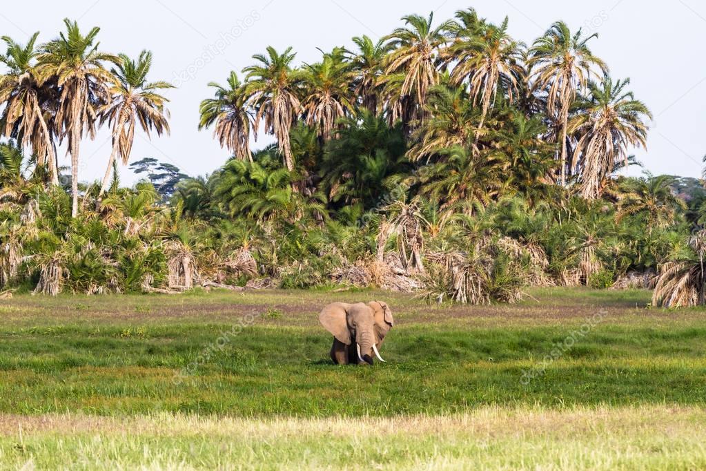 African elephant in the swamp. Amboseli, Kenya