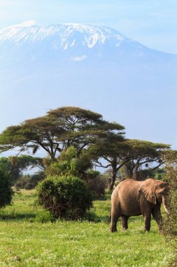Fil ve dağ Kilimanjaro, Kenya. Afrika
