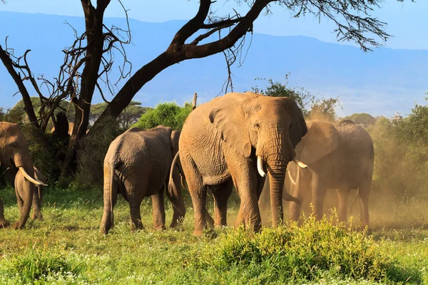 Невелике стадо африканських слонів. Кенія, Африка — стокове фото