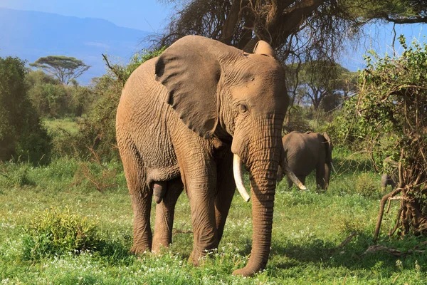 Un grand éléphant africain. Kenya, Afrique — Photo