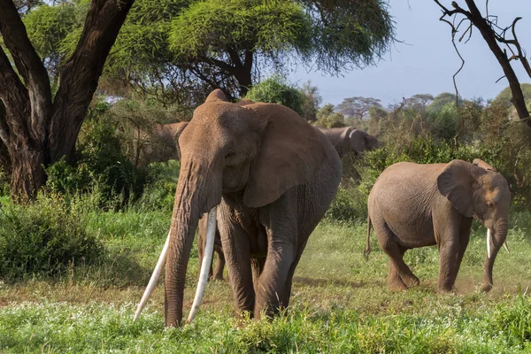 Büyük Afrika fili uzun dişleri ile. Kenya, Afrika — Stok fotoğraf