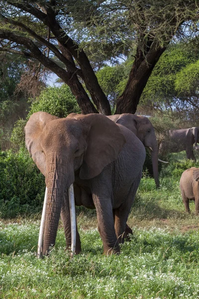 Afrikaanse olifant bij boom... Kenia, Afrika — Stockfoto