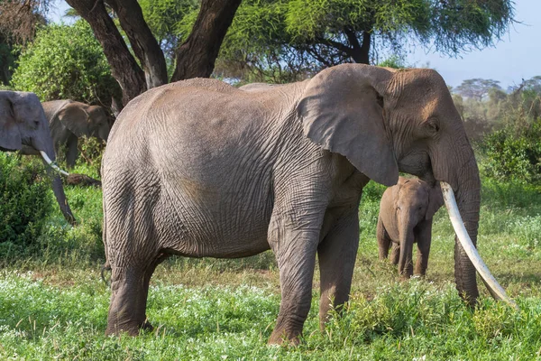 Elefante africano con colmillos largos variados. Kenia, África —  Fotos de Stock