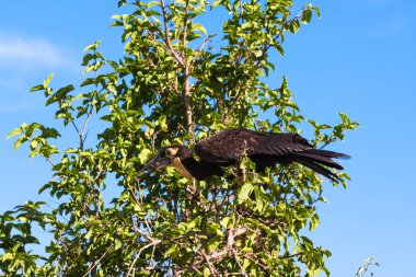 Southhern kara kartallar dalı. Tarangire, Afrika