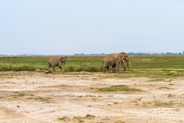 Pequeño grupo de elefantes. Kenia, África — Foto de Stock