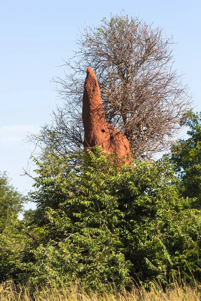 Savana çok büyük termitary. Tanzanya, Afrika