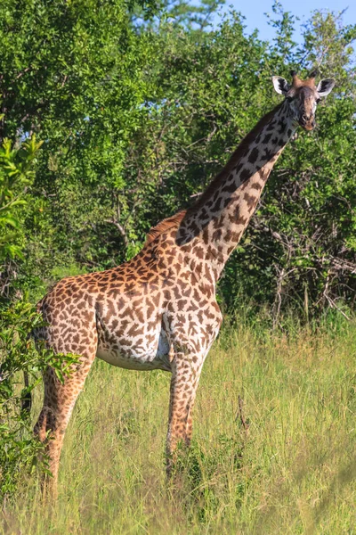 非常に大規模なマサイ族のキリン。タンザニア、アフリカ — ストック写真