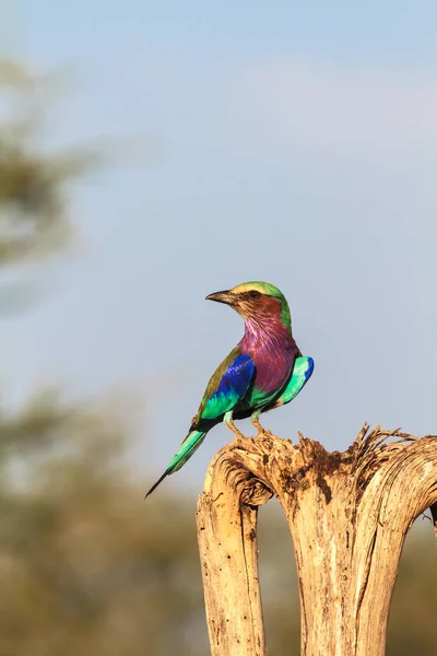 Frumoasă rolă pe copac. Tarangire, Tanzania, Africa — Fotografie de stoc gratuită