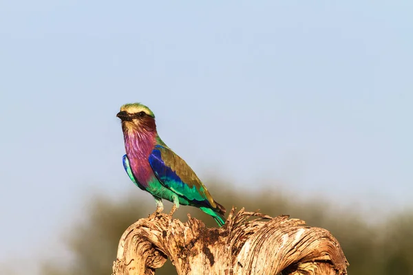 Rouleau sur l'arbre sec. Tarangire, Tanzanie, Afrique — Photo