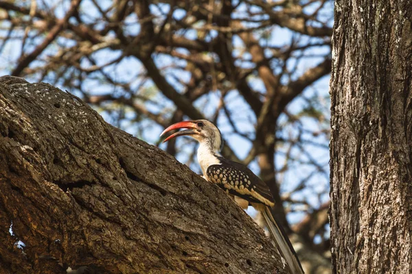 Roșu-facturat hornbill pe copac. Tanzania, Africa — Fotografie, imagine de stoc