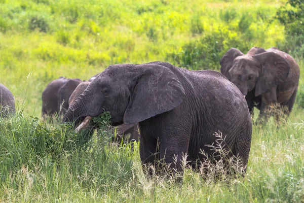 Retrato del grupo de elefantes. Tarangire, Tanzania — Foto de Stock