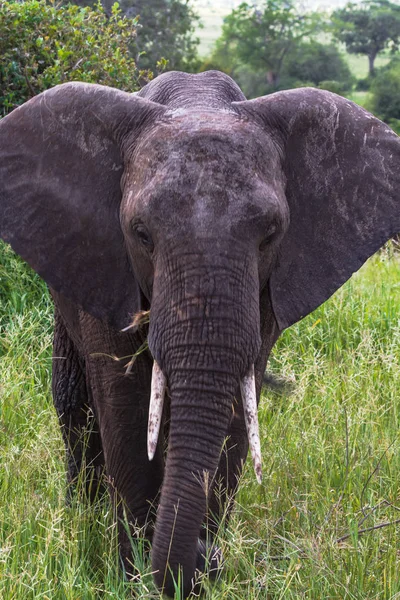 Porträt eines sehr großen Elefanten. tarangire, tansania — Stockfoto