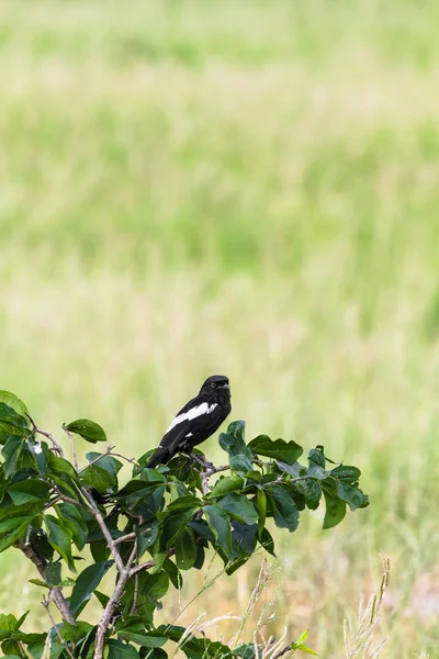 Chiff chat pe copac. Tarangire, Tanzania — Fotografie, imagine de stoc