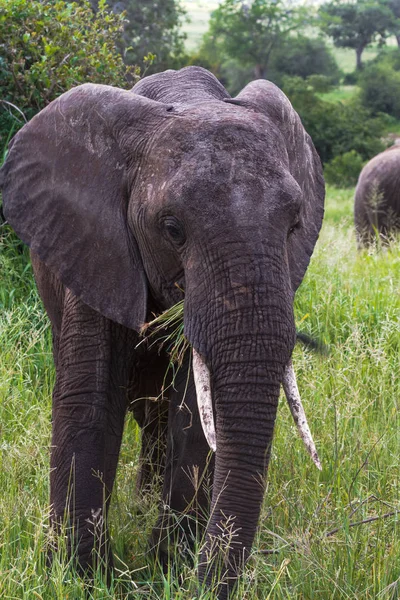 Retrato de elefante muy grande. Tarangire, Tanzania — Foto de Stock