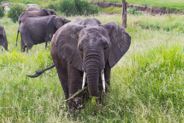 Retrato de la familia de elefantes. Tarangire, Tanzania — Foto de Stock
