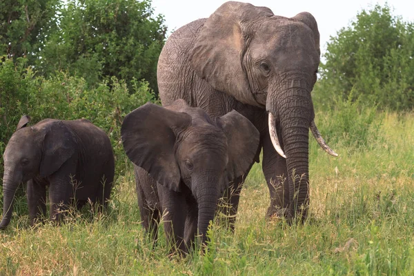 Elefante y un elefante bebé. Tarangire, Tanzania — Foto de Stock