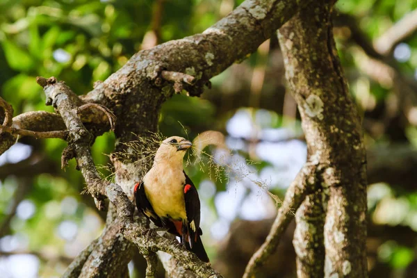 Pasăre galbenă pe un copac. Hangbird. Tarangire, Tanzania — Fotografie, imagine de stoc