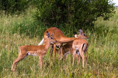 İmpalas küçük sürüsü. Tarangire, Tanzanya