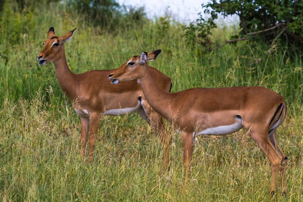 Pequena manada de antilopes. Tarangire, Tanzânia — Fotografia de Stock