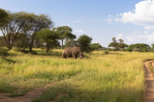 Landscape with big elephant in green savanna. Tarangire, Tanzania — Stock Photo, Image