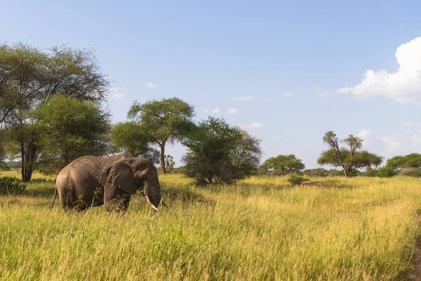 Yeşil savanna büyük yalnız fil. Tarangire, Tanzanya