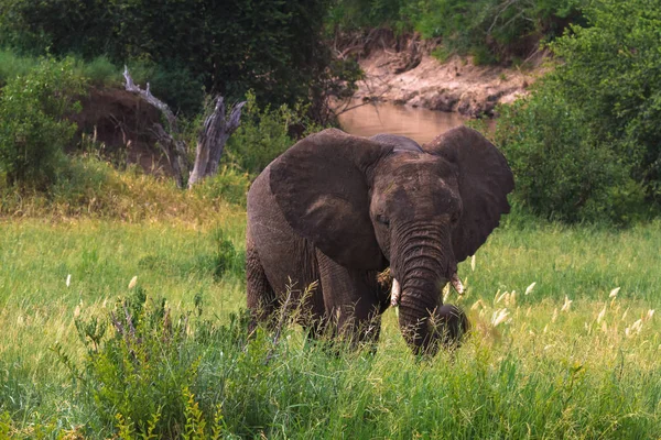 Großer Elefant in grüner Savanne. tarangire, tansania — Stockfoto