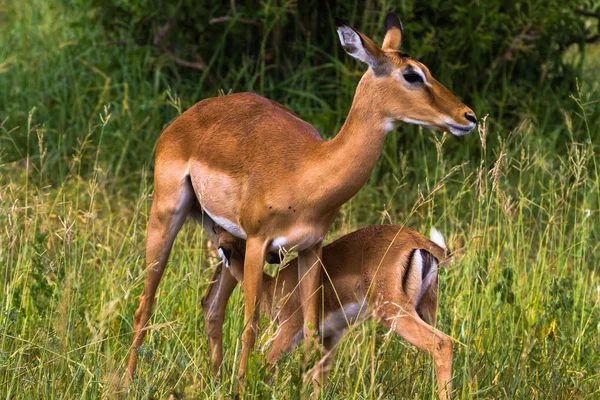 Dois impalas: mãe e bebê. Tarangire, Tanzânia — Fotografia de Stock