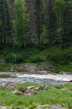 Sibirya nehir. Yenisey Irmağı küçük kolu. Krasnoyarsk Bölgesi, Rusya Federasyonu