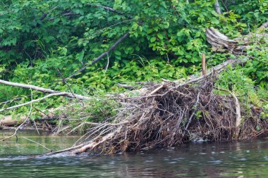 Yatay, büyük ağaç düşmüş. Nehirler Krasnoyarsk Bölgesi, gayrimenkül