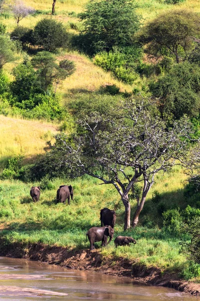 Grupo de elefantes cerca del río. Tarangire, Tanzania — Foto de Stock