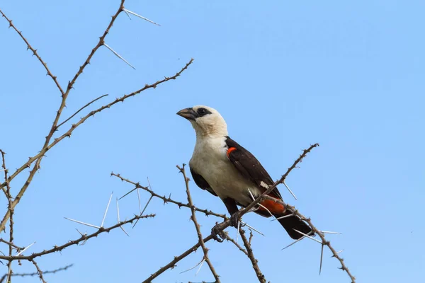 Μεγάλη hangbird σε ένα δέντρο. Tarangire, Τανζανία — Φωτογραφία Αρχείου