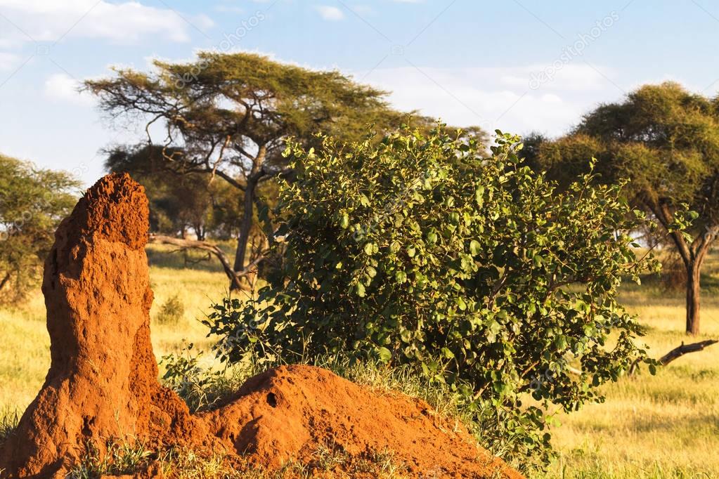 Very big lonely termitary in savanna. Tanzania, Africa 