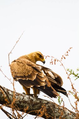 Tarangire, Tanzanya bozkır kartalı