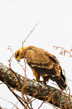 Bozkır kartalı kuru dal üzerinde. Tarangire, Tanzanya