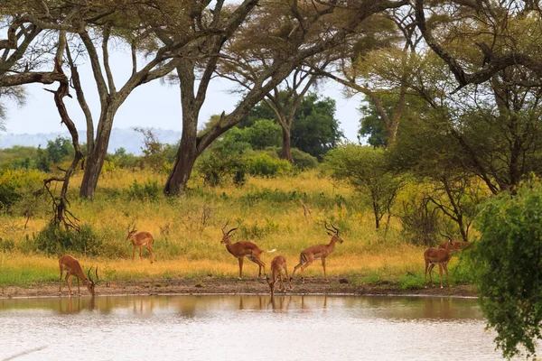 물을 장소에서의 영양 사바나에 있는 작은 연못. 탄자니아, 아프리카 — 스톡 사진