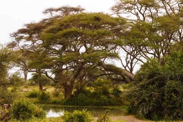 Küçük gölet ile manzara. Tanzanya, Afrika — Stok fotoğraf