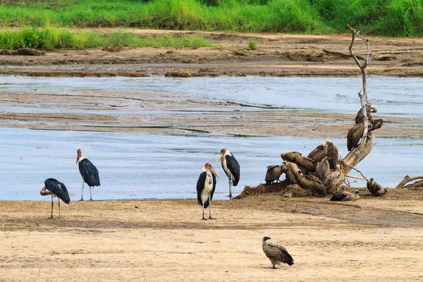 Liten grupp av marabou på stranden. Tanzanya, Afrika — Stockfoto