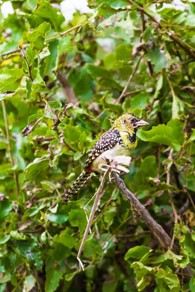 Κόκκινο-και-κίτρινο barbet στο δέντρο. Tarangire, Τανζανία — Δωρεάν Φωτογραφία