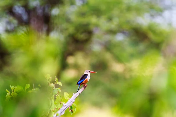 Pasăre mică colorată - pasăre kingfisher. Tarangire, Africa — Fotografie, imagine de stoc