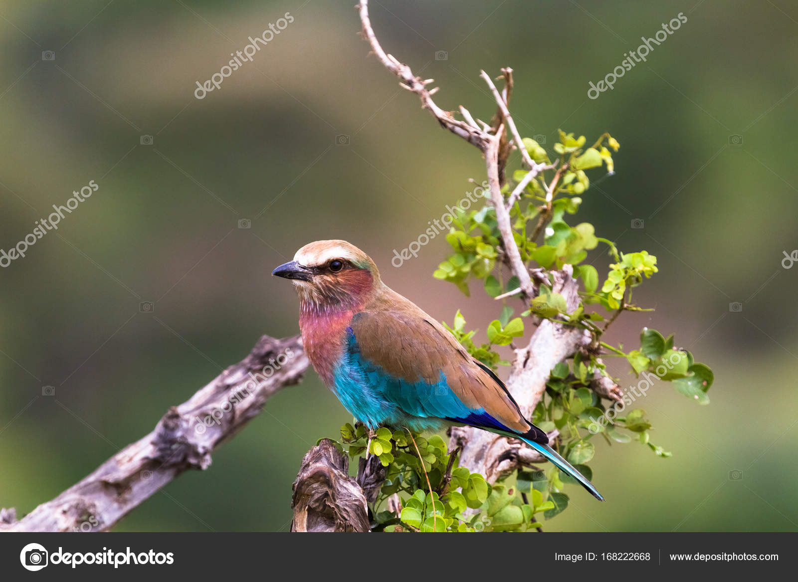 Un Oiseau Bleu Sur Un Arbre Sec Tarangire Tanzanya