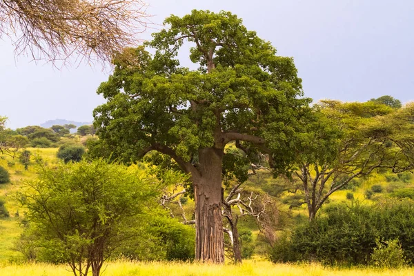 Portret tysiąclecia baobab. Tarangire, Tanzania — Zdjęcie stockowe