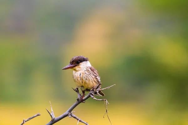 Pássaro pequeno - pássaro de pescador real. Tanzânia, África — Fotografia de Stock Grátis