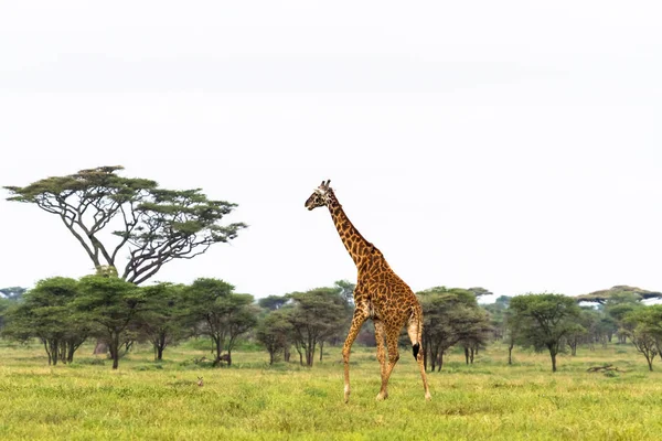 Maasai giraf in savanne van Tarangire. Tanzania, Afrika — Gratis stockfoto