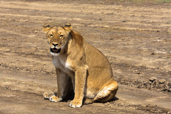 The lazy lioness. Sandy savanna of Serengeti, Tanzania
