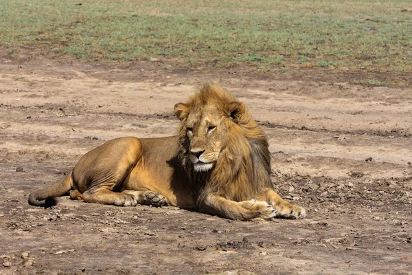 Πορτρέτο του λιονταριού που ακουμπά στο έδαφος. Sandy σαβάνα της Serengeti στην Τανζανία — Φωτογραφία Αρχείου