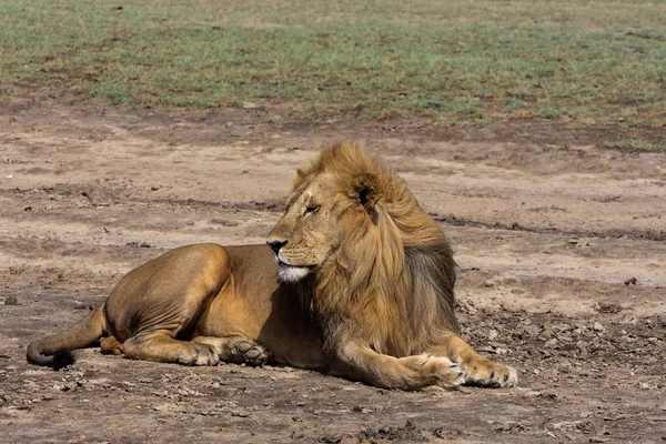 El león perezoso en el suelo. Sandy savanna de Serengeti, Tanzania —  Fotos de Stock