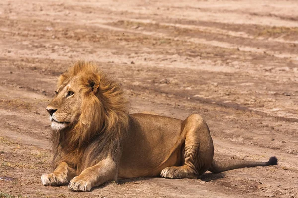 Leeuw op de grond rusten. Sandy savanne van Serengeti, Tanzania — Stockfoto