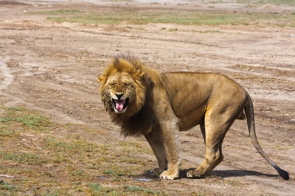 De grote leeuw gromt. Sandy savanne van Serengeti, Tanzania — Stockfoto