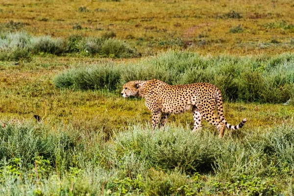 The cheetah hunting. Ndutu, Serengeti, Tanzania